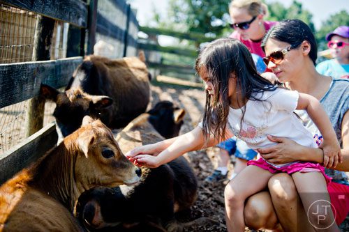 Adalynn Dickerson (left) and her mother Ashley pet a miniature calf at Tanglewood Farm in Canton on Wednesday, August 6, 2014. 