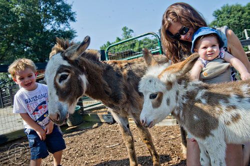 Abigail Baima (right), her mother Cindy and brother Nathan check out the a miniature donkeys at Tanglewood Farm in Canton on Wednesday, August 6, 2014.