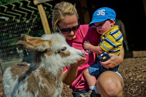 Sarah Cotter (center) and Connor Estes pet a baby miniature donkey at Tanglewood Farm in Canton on Wednesday, August 6, 2014.  