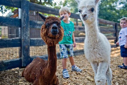 A miniature alpaca keeps an eye on her three week old baby as Jacob Lyons (center) and Nathan Baima walk through her enclosure at Tanglewood Farm in Canton on Wednesday, August 6, 2014.  