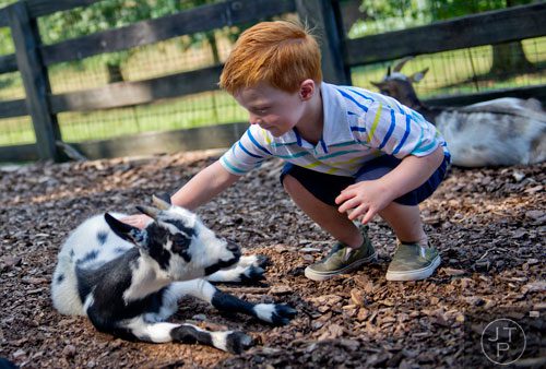 Hunter Lemoine leans down to pet a miniature Nigerian Dwarf Goat at Tanglewood Farm in Canton on Wednesday, August 6, 2014.
