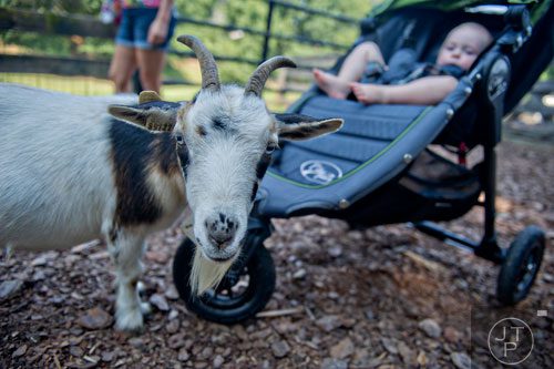 A miniature Nigerian Dwarf Goat checks out Dax Lemoine and his stroller at Tanglewood Farm in Canton on Wednesday, August 6, 2014.  