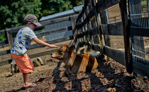 Colton Lemoine leans down to pet a miniature calf at Tanglewood Farm in Canton on Wednesday, August 6, 2014. 