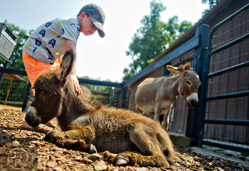 Colton Lemoine leans down to pet a baby miniature donkey at Tanglewood Farm in Canton on Wednesday, August 6, 2014.    