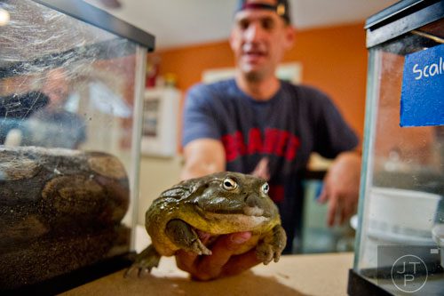 Charlie Hedgecoth holds a three and a half pound African bull frog at Noah's Ark animal preserve in Locust Grove on Saturday, August 9, 2014.