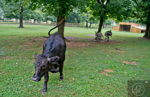 A black angus cow walks towards the fence of her enclosure as two donkeys watch at Noah's Ark animal preserve in Locust Grove on Saturday, August 9, 2014.  