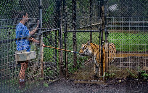 Maddie Walker (left) tries to lure a Bengal tiger into a holding pen so she can clean its enclosure at  Noah's Ark animal preserve in Locust Grove on Saturday, August 9, 2014.   