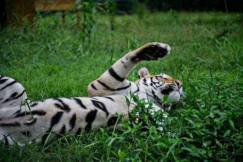 A Bengal tiger rolls in the grass inside its enclosure at Noah's Ark animal preserve in Locust Grove on Saturday, August 9, 2014. 
