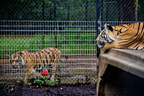 Two Bengal tigers in their enclosure at Noah's Ark animal preserve in Locust Grove on Saturday, August 9, 2014.  