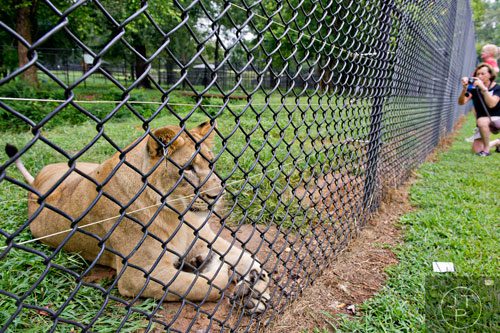 A lion lays in its enclosure as Katherine Harris snaps a photo at Noah's Ark animal preserve in Locust Grove on Saturday, August 9, 2014.