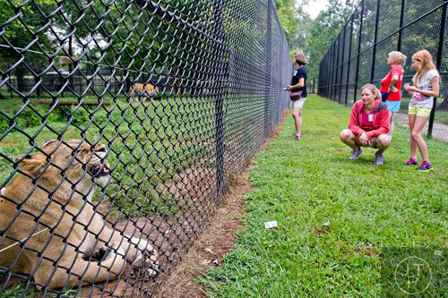 Haley Wright (right) and her mother Heather check out a lion inside of its enclosure at Noah's Ark animal preserve in Locust Grove as Jo Costanzo and Heather's mother Katherine Harris look at a tiger on Saturday, August 9, 2014.  