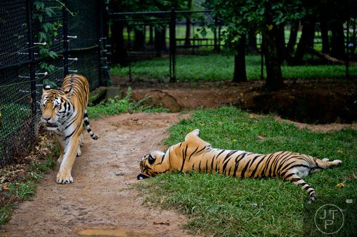 Gabby and Mr. Smith, two Bengal tigers, lounge inside of their enclosure at Noah's Ark animal preserve in Locust Grove on Saturday, August 9, 2014.  
