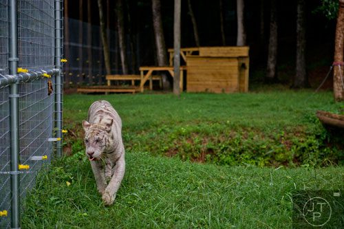 Zuri, a white Bengal tiger, walks the fenceline inside her new enclosure at Noah's Ark animal preserve in Locust Grove on Saturday, August 9, 2014. 