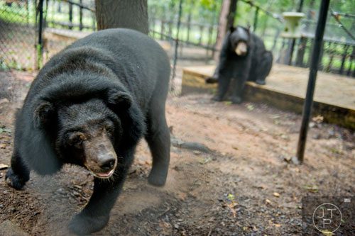 SuzyQ, a Himalayan black bear, stands inside her enclosure at Noah's Ark animal preserve in Locust Grove on Saturday, August 9, 2014. 