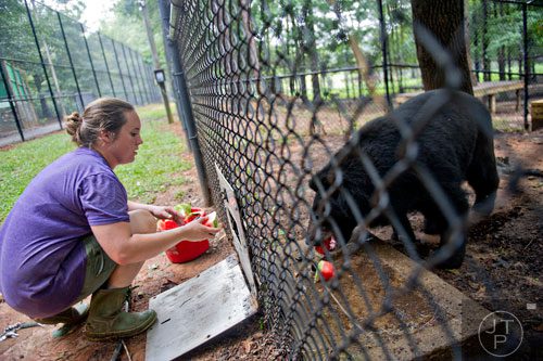 Allison Hedgecoth (left), one of two keepers at Noah's Ark animal preserve in Locust Grove, feeds SuzyQ, a Himalayan black bear, inside her enclosure on Saturday, August 9, 2014. 