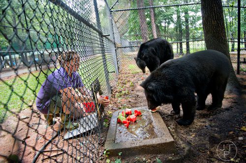 Allison Hedgecoth (left), one of two keepers at Noah's Ark animal preserve in Locust Grove, feeds SuzyQ, a Himalayan black bear, inside her enclosure on Saturday, August 9, 2014.  