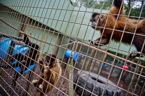 Capuchin monkeys cling to their enclosure at Noah's Ark animal preserve in Locust Grove on Saturday, August 9, 2014. 