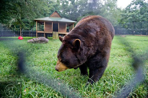 Baloo, a North American black bear, lumbers towards the fence surrounding his enclosure at Noah's Ark animal preserve in Locust Grove on Saturday, August 9, 2014. 