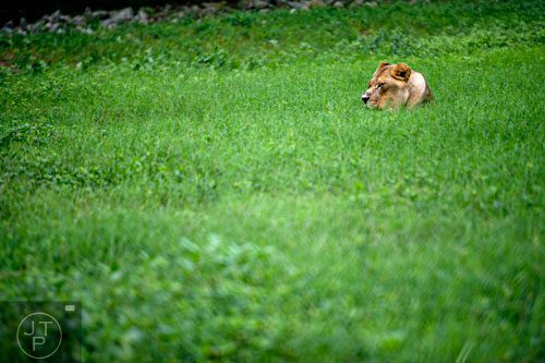 Leo, an African lion, lays in the grass inside his enclosure at Noah's Ark animal preserve in Locust Grove on Saturday, August 9, 2014. 