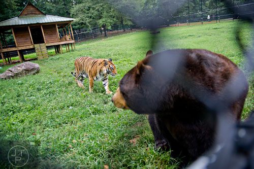 Shere Hkhan (center), a Bengal tiger, walks past Baloo, a North American black bear, as Leo, an African lion, lays on the deck of a building inside their enclosure at Noah's Ark animal preserve in Locust Grove on Saturday, August 9, 2014. 