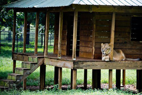 Leo, an African lion, lays on the deck of a building inside his enclosure at Noah's Ark animal preserve in Locust Grove on Saturday, August 9, 2014. 