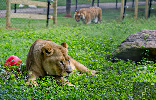 Leo, an African lion, lays in the grass as Shere Hkhan, a Bengal tiger walks  the fence inside their enclosure at Noah's Ark animal preserve in Locust Grove on Saturday, August 9, 2014. 