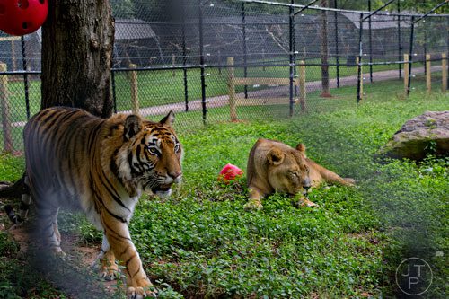 Shere Hkhan, a Bengal tiger, paces past Leo, an African lion, inside their enclosure at Noah's Ark animal preserve in Locust Grove on Saturday, August 9, 2014. 