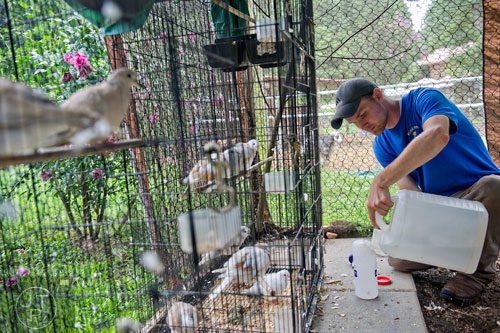 Eric Olson fills water containers for the doves at the North Georgia Zoo and Petting Farm in Cleveland before the facility opens on Sunday, August 10, 2014. 