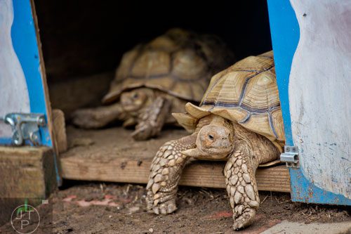 Tortoises sit in their enclosure at the North Georgia Zoo and Petting Farm in Cleveland on Sunday, August 10, 2014. 