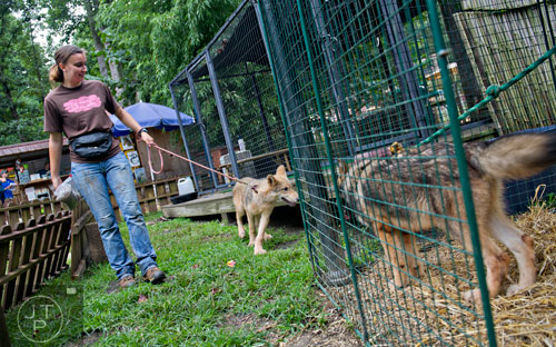 Stephanie Darmstadt walks a wolf pup to her enclosure at the North Georgia Zoo and Petting Farm in Cleveland on Sunday, August 10, 2014.  