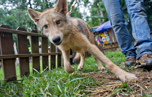 A wolf pup is walked to her enclosure at the North Georgia Zoo and Petting Farm in Cleveland on Sunday, August 10, 2014. 