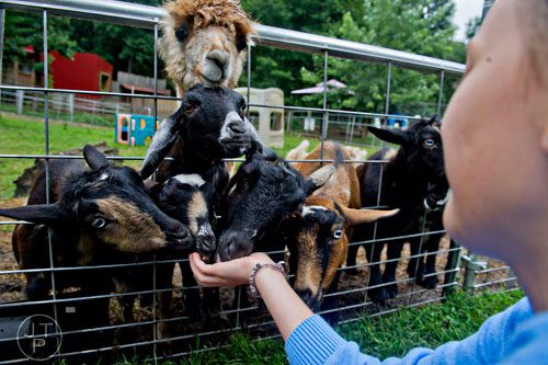 Evelyn Krakovski feeds some of the goats, alpacas and llamas at the North Georgia Zoo and Petting Farm in Cleveland on Sunday, August 10, 2014. 