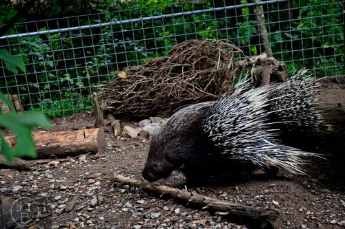 An African crested porcupine walks around its enclosure at the North Georgia Zoo and Petting Farm in Cleveland on Sunday, August 10, 2014.  