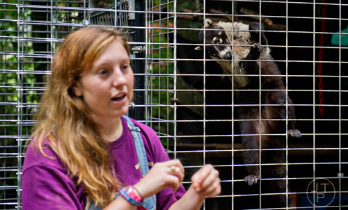 A South American coati watches Shannon Kelly from its enclosure as she explains details about the animal during a tour at the North Georgia Zoo and Petting Farm in Cleveland on Sunday, August 10, 2014. 