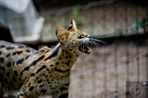 A serval cat stands in its enclosure at the North Georgia Zoo and Petting Farm in Cleveland on Sunday, August 10, 2014. 