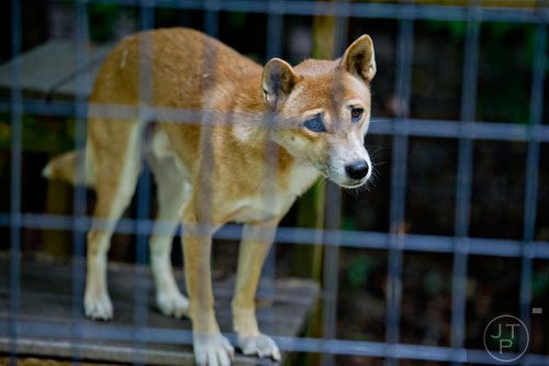 A New Guinea singing dog stands in its enclosure at the North Georgia Zoo and Petting Farm in Cleveland on Sunday, August 10, 2014.  