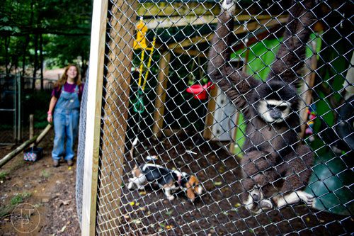 A white handed gibbon hangs from its enclosure as Shannon Kelly (left) talks about the story of the animal and its basset hound friend at the North Georgia Zoo and Petting Farm in Cleveland on Sunday, August 10, 2014. 