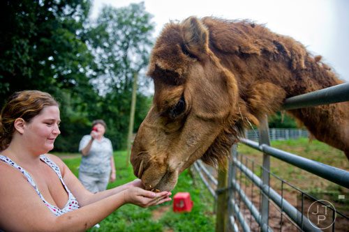 Monica Hamm (left) feeds a camel a handful of food as her mother Barbara takes a photograph during an encounter program at the North Georgia Zoo and Petting Farm in Cleveland on Sunday, August 10, 2014.