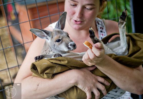 A red kangaroo interacts with Monica Hamm during an encounter program at the North Georgia Zoo and Petting Farm in Cleveland on Sunday, August 10, 2014. 