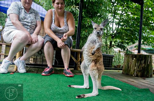 A red kangaroo interacts with Barbara Hamm (left) and her daughter Monica during an encounter program at the North Georgia Zoo and Petting Farm in Cleveland on Sunday, August 10, 2014.