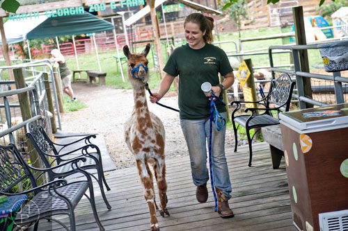 Jennifer McClure leads a llama out of its enclosure as she prepares for an outreach program at the North Georgia Zoo and Petting Farm in Cleveland on Sunday, August 10, 2014.  
