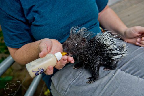 Melissa Burns feeds a baby African crested porcupine at the North Georgia Zoo and Petting Farm in Cleveland on Sunday, August 10, 2014.   