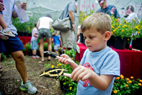 Hampton Hene holds a butterfly in each of his hands during the Butterfly Festival at the Dunwoody Nature Center on Saturday, August 16, 2014. 