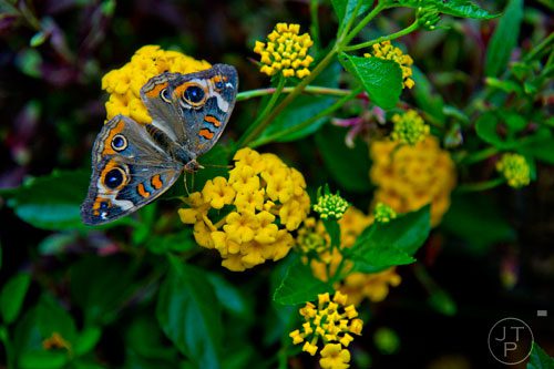 A butterfly perches on a flower during the Butterfly Festival at the Dunwoody Nature Center on Saturday, August 16, 2014. 