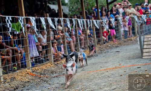 Four pigs tear around the corner of a track as they race at Hillcrest Orchards in Ellijay on Sunday, September 14, 2014. 