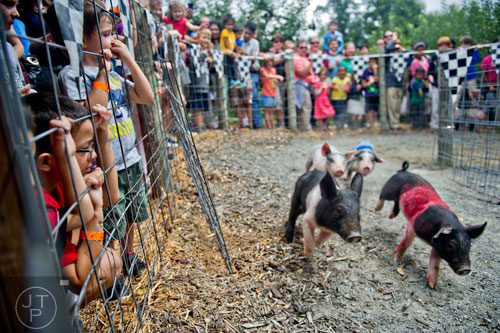 Elijah Mendez (left) and Danny Jones watch a round of pig races at Hillcrest Orchards in Ellijay on Sunday, September 14, 2014.  