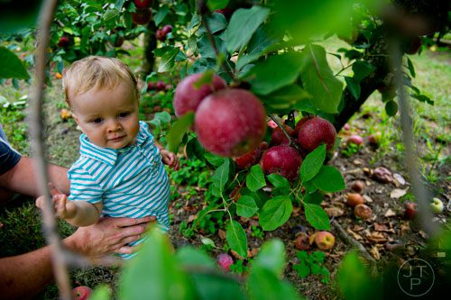 Joseph Young IV is steadied by the hands of his father Joe III as they pick apples at Hillcrest Orchards in Ellijay on Sunday, September 14, 2014. 