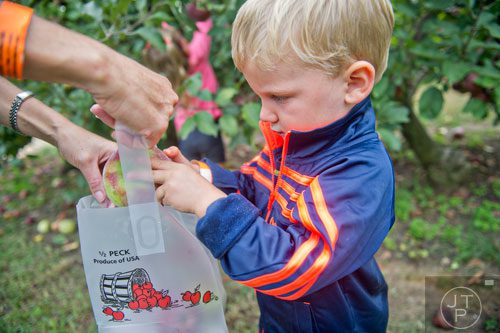 R.J. Meyers places an apple into the bag held by his mother Celeste at Hillcrest Orchards in Ellijay on Sunday, September 14, 2014.  