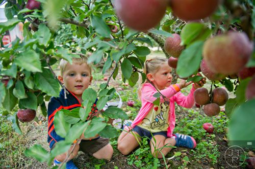 R.J. Meyers (left) and his sister Grace pick apples off of trees at Hillcrest Orchards in Ellijay on Sunday, September 14, 2014.   