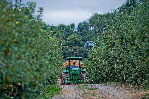 Roy Bryant drives a tractor full of visitors through rows of apple trees at Hillcrest Orchards in Ellijay on Sunday, September 14, 2014.   